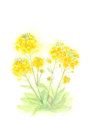 菜の花の水彩イラスト