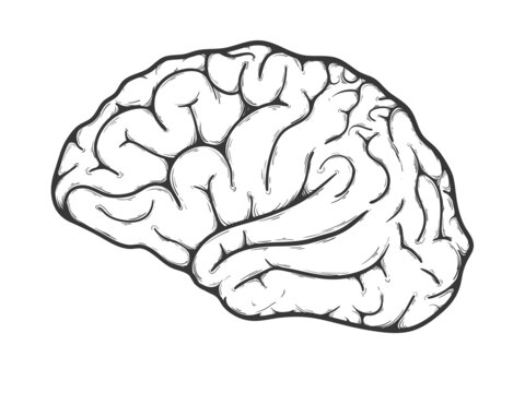 Human brain side view. Vector illustration in sketch style