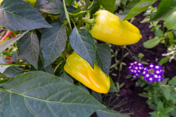 bell pepper on a bush garden