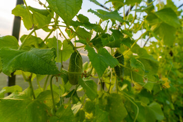 cucumber on a bush in a garden in a greenhouse