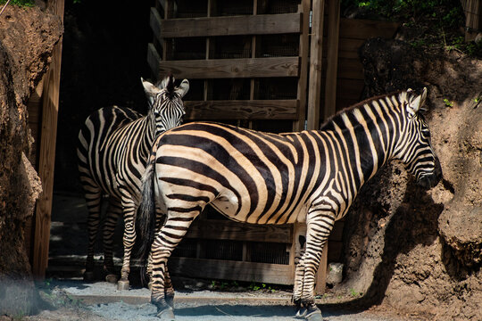  Atlanta Zoo Zerbra - Courtney Harrell