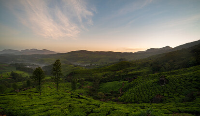 Beautiful landscape scenery of Munnar tea garden