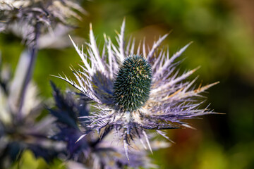 Eryngium alpinum flower in meadow, close up 