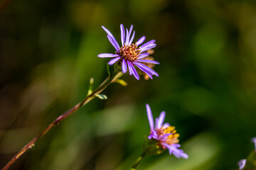 Obraz premium Aster amellus flower growing in mountains