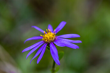 Aster amellus flower growing in mountains, close up shoot