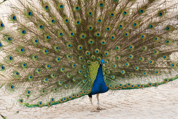 Portrait of beautiful peacock with long tail feathers