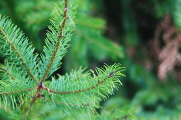 Leaves of pine in taiga forest, close-up picture of pine leaves.