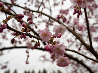 Branch with Cherry Flowers close-up. Blossoming cherry tree. Cherry flowers.