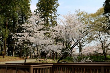 Fototapeta na wymiar 風情ある桜の花　春の日　癒しの風景
