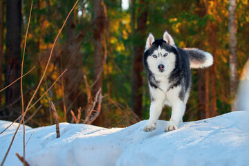 Cute husky dog funny play on snow covered hillside in an evening sunny winter forest. © Konstantin