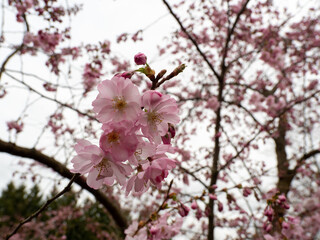 Branch with Cherry Flowers close-up. Blossoming cherry tree. Cherry flowers.