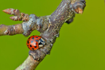 ladybug on leaf