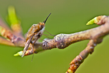 Bee fly on a twig