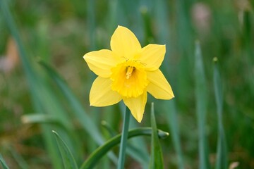 Photo of yellow flowers narcissus. Background Daffodil narcissus with yellow buds and green leaves. High quality photo