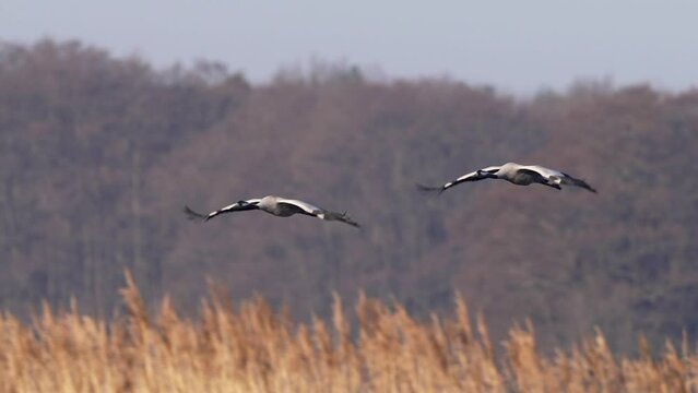 Common cranes in flight in super slowmotion