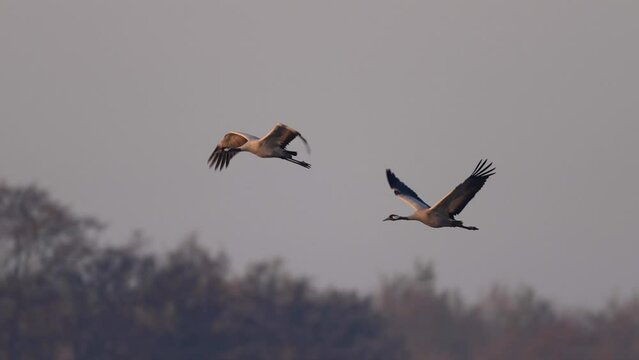 Common cranes in flight in super slowmotion