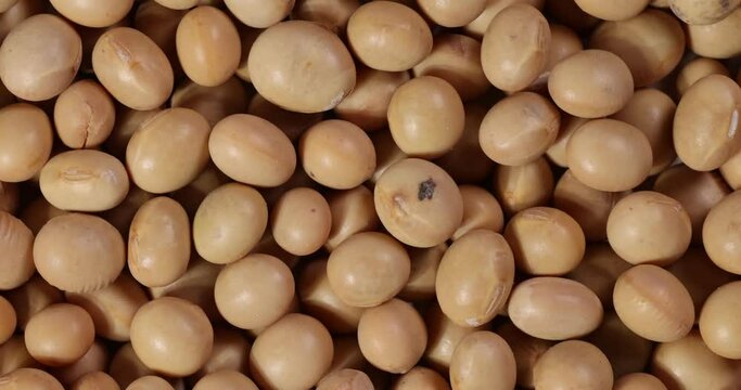Macro closeup rotating turning soya beans
