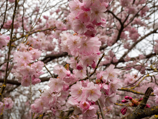 Branch with Cherry Flowers close-up. Blossoming cherry tree. Cherry flowers.