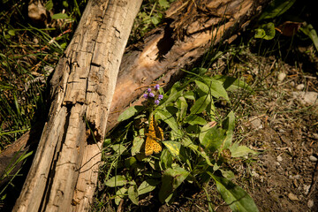 Brilliant orange and black fritillary butterfly on the forest floor