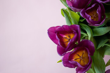 bouquet of tulips on a pink background top view, place to insert, holiday card