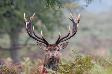 Naklejka na ściany i meble Red Deer in the long grass during the annual rut in the United Kingdom