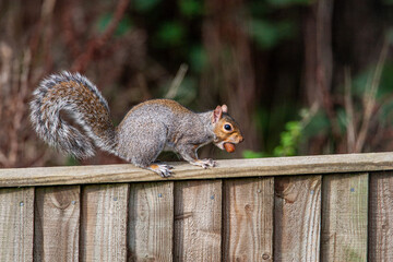 Grey squirrel on top of a garden fence with an acorn in its mouth