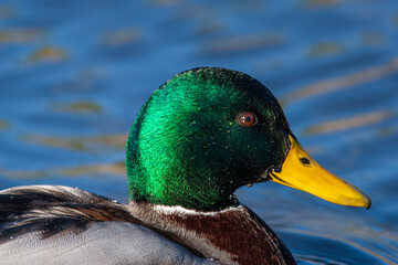 Male Mallard duck in all its bright breeding season plumage	on a pond in London