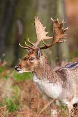 Naklejka na ściany i meble Fallow deer stag during the annual rut in London, UK 