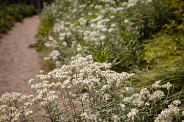 Obraz premium Baby's breath blossoms on a mountain trail