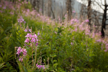 Fototapeta premium Beautiful lavender blossoms in a burnt mountain forest
