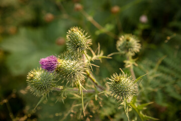 Close up of Canada thistle blossom 