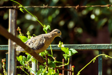 tórtola común joven en huerta de porotos de guía, ave silvestre 