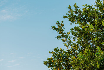 árbol de limones con fondo de cielo azul, hojas verdes, ramas y limones 