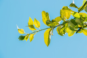 Hojas verde de árbol limonero contraste cielo azul 