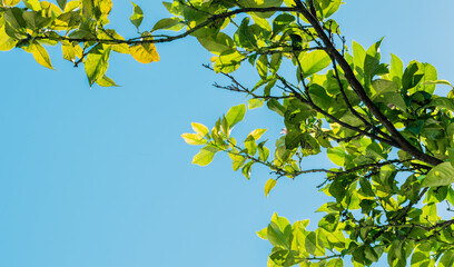 Ramas de árbol de limones, limonero, hojas verdes en contraste con cielo azul
