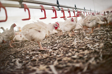 Theres a certain pecking order. Shot of chickens on a poultry farm.