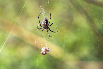 Spider sits on a spider cobweb. 
