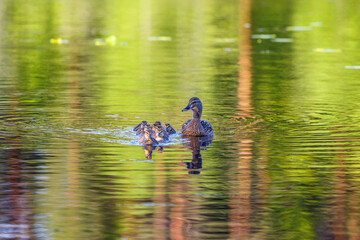 Bird family swimming in a lake with newborn ducklings