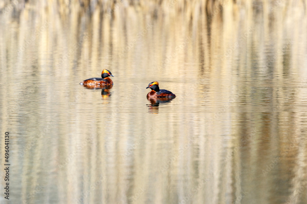 Wall mural Colorful Horned grebes in a lake at summer