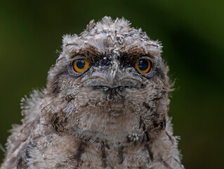 Australian tawny frogmouth immature bird staring at camera