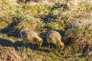 Two newborn fluffy goslings in the grass
