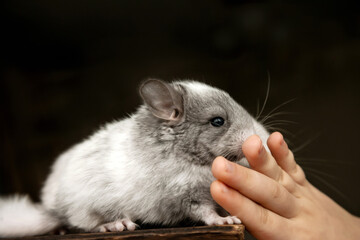 Our little gray chinchilla is looks forward to the owner's hand