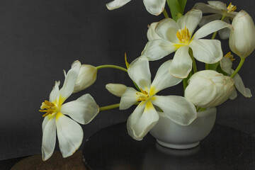 Ikebana of beautiful white tulips on kenzan in vase. Black background. Eco trends. For easter decoration at home.