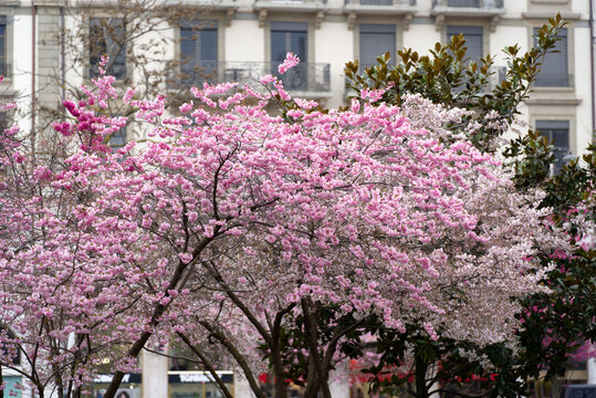 Tree with pink blossoms at the City of Geneva on a gray cloudy spring day. Photo taken March 18th, 2022, Geneva, Switzerland.