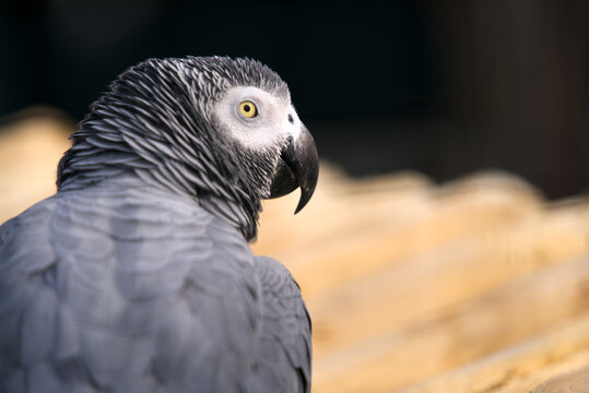 Close-up of African gray parrot at Parc de Mon Repos at City of Lausanne on a blue and cloudy spring day. Photo taken March 18th, 2022, Lausanne, Switzerland.