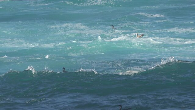 Southern Sea Otter In Monterey, California.