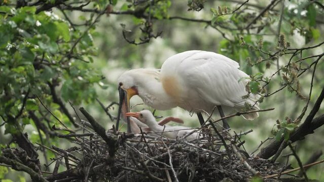 Adult Eurasian Spoonbill feeding chics in nest; birdwatching in nature