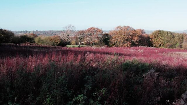 AERIAL: Slow motion dolly across field filled with red and green shrubs, Gower, 4k Drone