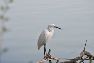 Beautiful little egret standing on a dead branch coming out of the water.