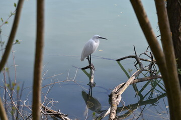 Beautiful little egret standing on a dead branch coming out of the water.